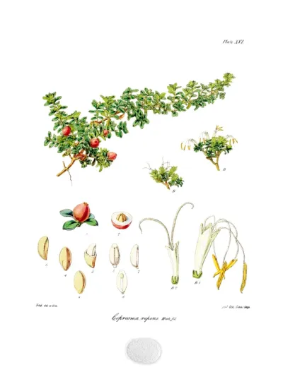 Coprosma repens