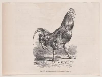 Coq de ferme; race commune, from "Le Magasin Pittoresque"