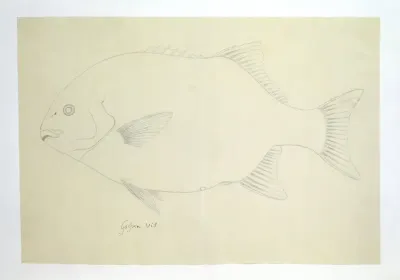 Coracinus capensis (Galjoen)