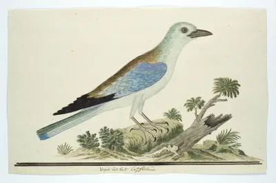 Coracius garrulus (European Roller)
