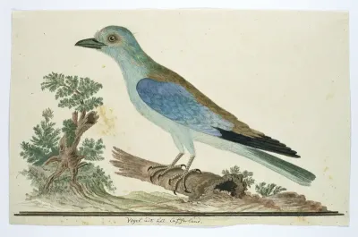 Coracius garrulus (Scharrelaar)