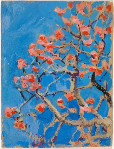 Coral Tree in Blossom