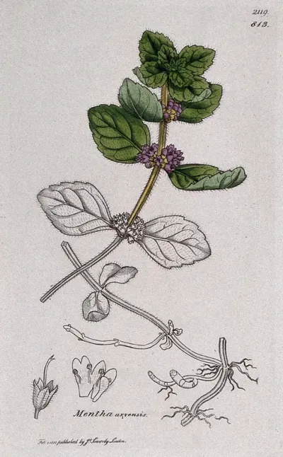 Corn mint (Mentha arvensis): flowering stem, roots and floral segments