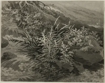 Corner of the Meadow with Reeds and Other Plants