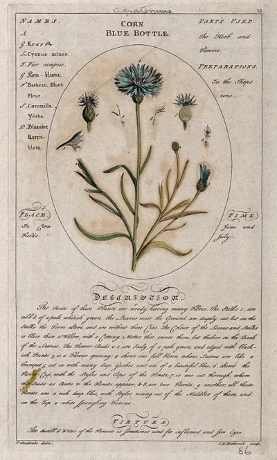 Cornflower or bachelor's-buttons (Centaurea cyanus L.): flowering stem with separate floral segments and a description of the plant and its uses
