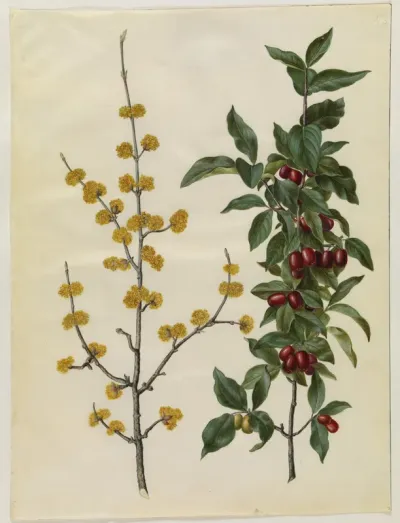 Cornus mas (kirsebær-kornel)