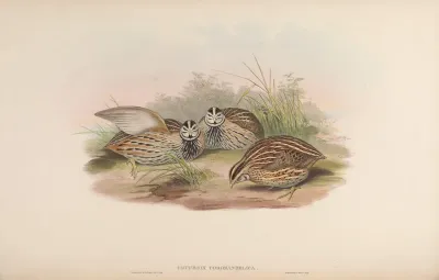 Coromandel Quail
