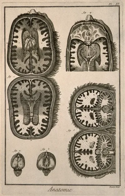 Coronal and sagittal sections of the brain, after Tarin