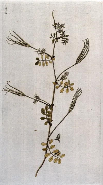 Coronilla cretica L.: flowering and fruiting stem