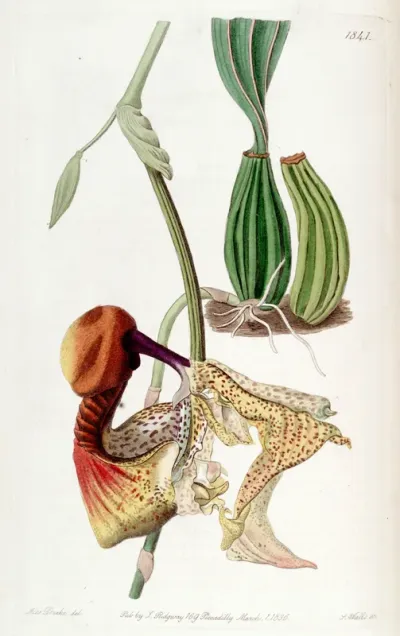 Coryanthes macrantha