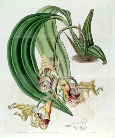 Coryanthes maculata