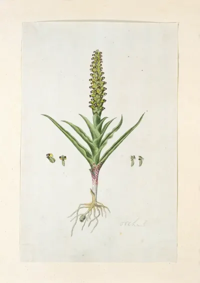 Corycium orobanchoides (L.f.) Swartz