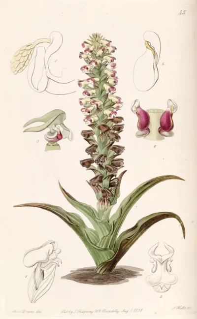 Corycium orobanchoides