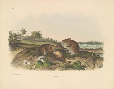 Cotton Rat