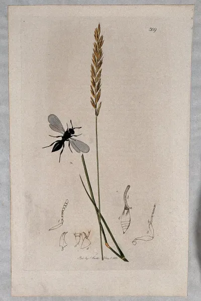 Couch grass (Elymus repens) with an associated insect and its abdominal segments