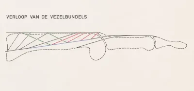 Course of the fiber bundles in a finger