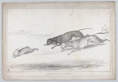 Coursing Extraordinary