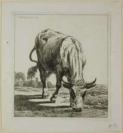 Cow Drinking, from Die Zweite Thierfolge