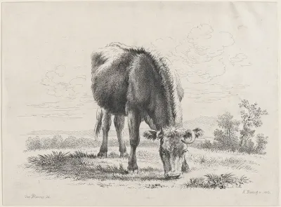 Cow grazing