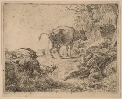 Cow Pissing
