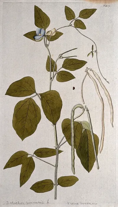 Cowpea (Vigna unguiculata (L.) Walp.): flowering and fruiting stem with separate fruit and seed