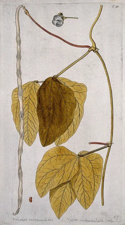 Cowpea (Vigna unguiculata (L.) Walp.): fruiting stem with separate flower and seed