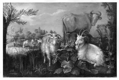 cows + goats