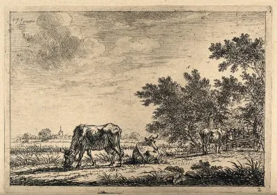 Cows grazing and resting in a field