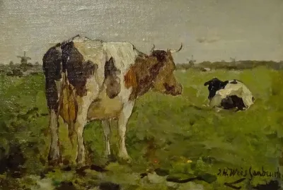 cows in the field