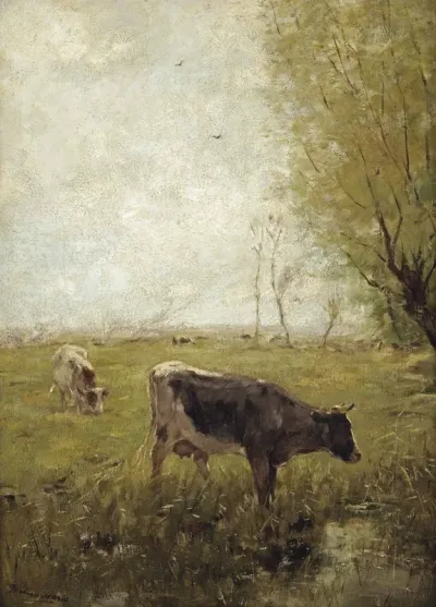 Cows on meadow