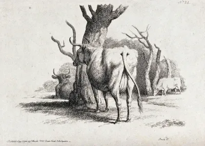 Cows resting and grazing under some trees