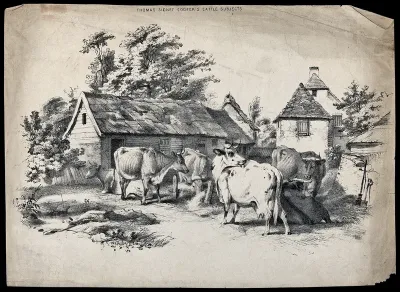 Cows waiting in a relaxed group in a farmyard