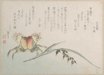 Crab and Rice Plant