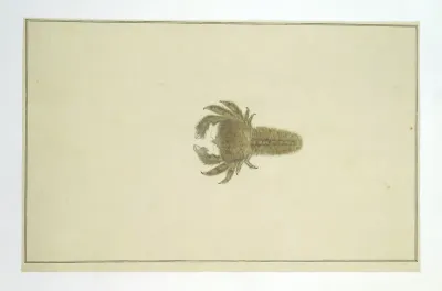 Crab (probably of the Potamon genus)