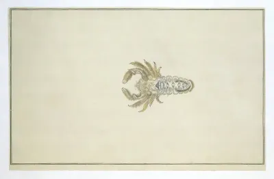 Crab (probably of the Potamon genus)