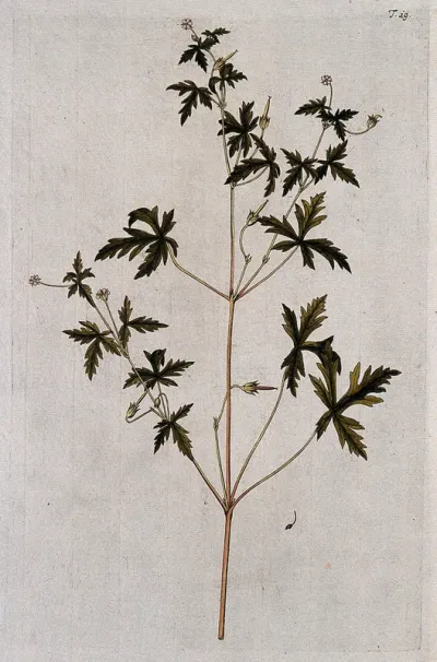 Cranesbill (Geranium sibiricum L.): flowering and fruiting stem