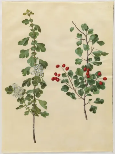 Crataegus laevigata (almindelig hvidtjørn)