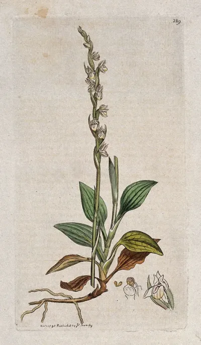Creeping lady's-tresses (Goodyera repens): flowering stem, root and floral segments
