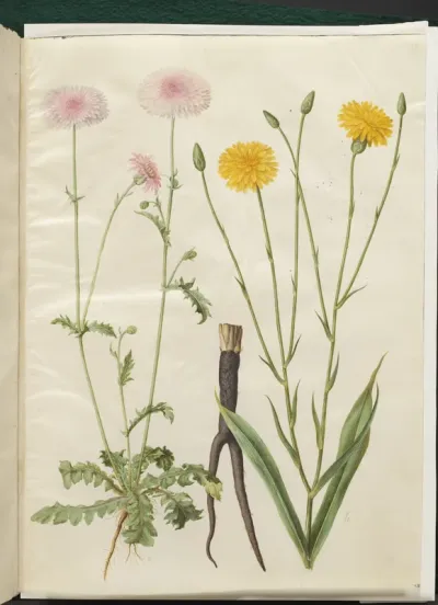 Crepis rubra (rød høgeskæg); Scorzonera hispanica (have-skorzoner)