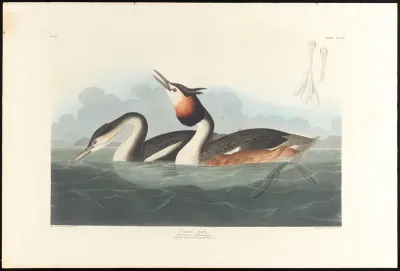 Crested Grebe