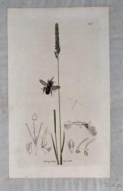Crested hair grass (Koeleria cristata) with an associated insect and its anatomical segments
