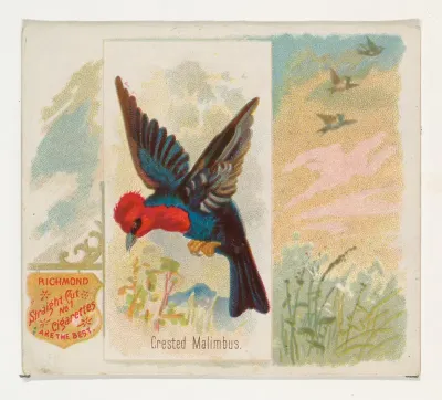 Crested Malimbus, from the Song Birds of the World series (N42) for Allen & Ginter Cigarettes