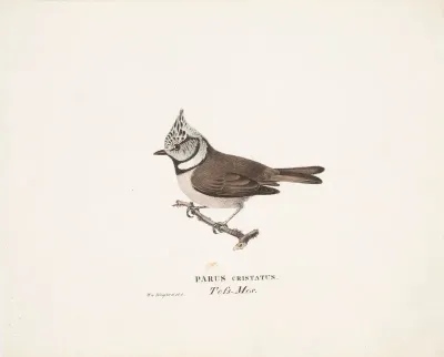 Crested Tit