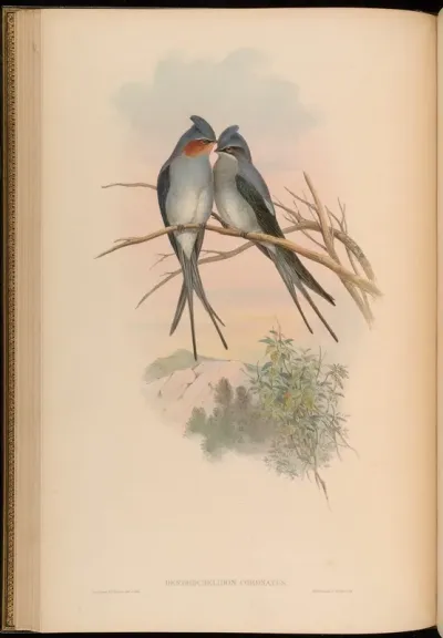 Crested Tree-Swift