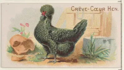 Crève-Cœur Hen, from the Prize and Game Chickens series (N20) for Allen & Ginter Cigarettes