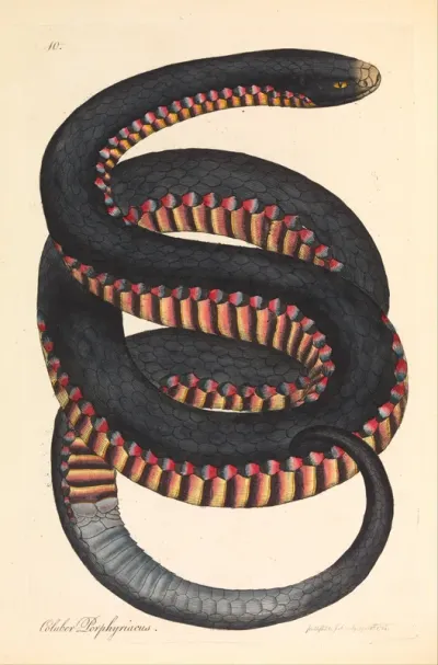Crimson sided Snake, Coluber porphyriacus