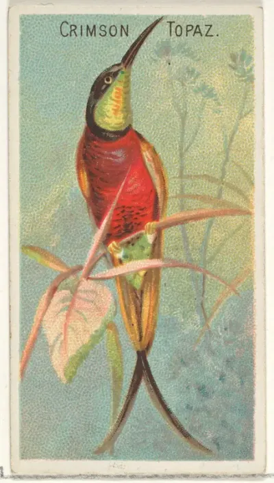 Crimson Topaz, from the Birds of the Tropics series (N5) for Allen & Ginter Cigarettes Brands