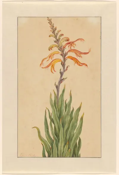 Crocosmia (Montbretia)