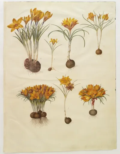 Crocus angustifolius (balkan-krokus)
