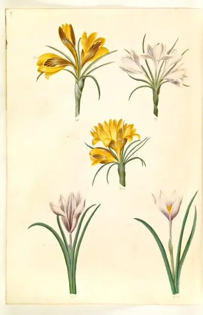 Crocus angustifolius; Crocus versicolor; Crocus vernus (?)
